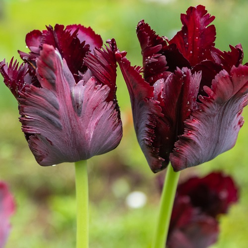 Tulip Bulbs - Black Parrot